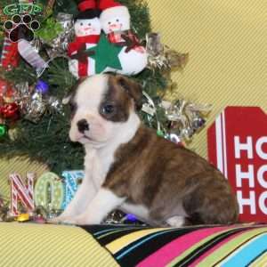Frankincense, Boston Terrier Puppy